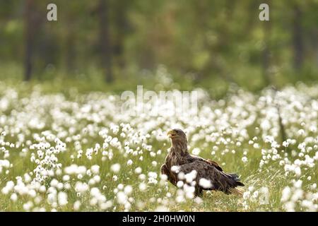 Aigle à queue blanche dans la tourbière avec herbe de coton en fleur.Aigle en été. Banque D'Images