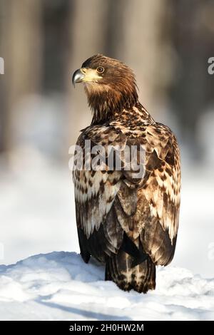 À queue blanche (Haliaeetus albicilla) sur la neige. Les oiseaux de proie. Raptor. Banque D'Images