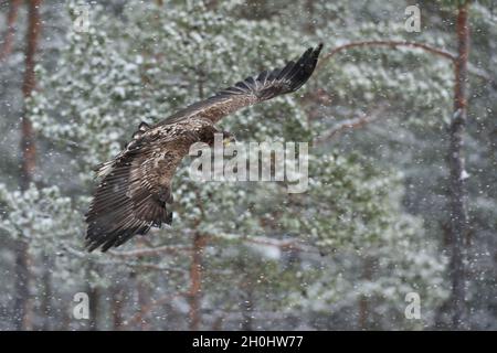 White-tailed eagle en vol à neige Banque D'Images