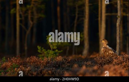 White-tailed eagle au coucher du soleil avec l'arrière-plan des forêts Banque D'Images
