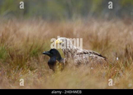 White-tailed eagle et grand corbeau en bog Banque D'Images
