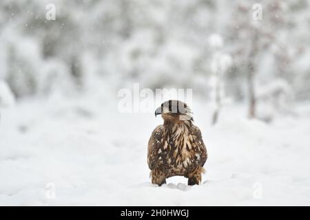 Pygargue à queue blanche sur la neige Banque D'Images