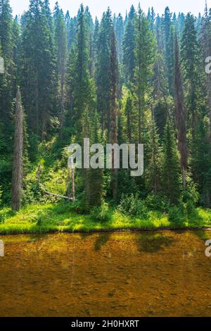 Arbres le long de la rive de la fourche sud de la rivière Clearwater dans la forêt nationale de nez Perce, Idaho, États-Unis Banque D'Images