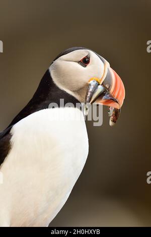 Portrait de Puffin avec beek plein de poissons sur son chemin à la terreau de nidification Banque D'Images