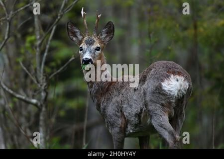 Portrait de Roebuck dans la forêt Banque D'Images