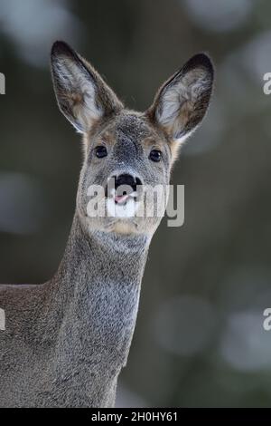 Portrait de chevreuils en hiver Banque D'Images