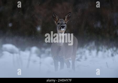 Cerf de Virginie (Capranolus capranolus) en chute de neige tôt le matin.Cerf de Virginie en hiver.Cerf de Virginie en forêt. Banque D'Images