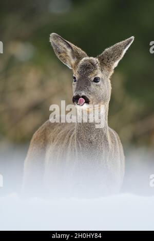 Portrait de chevreuils en hiver. Nettoyage de chevreuils le nez. Les chevreuils en forêt. Les chevreuils sur la neige. L'hiver. Banque D'Images
