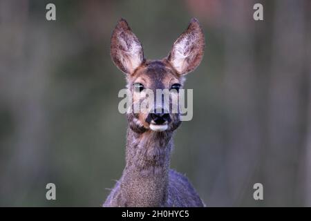 Les chevreuils au printemps Banque D'Images