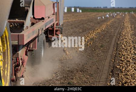 Machines agricoles tracées par un tracteur récoltant des pommes de terre dans les champs à la fin de l'été Banque D'Images