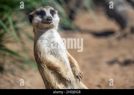 Alertez les méerkat à queue élancée (Suricata suricata) sur le belvédère de la zone d'exposition de la savane africaine au zoo d'Atlanta, près du centre-ville d'Atlanta, en Géorgie.(ÉTATS-UNIS) Banque D'Images