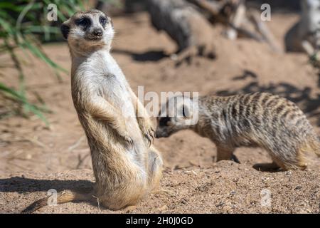 Alertez les méerkat à queue élancée (Suricata suricata) sur le belvédère de la zone d'exposition de la savane africaine au zoo d'Atlanta, près du centre-ville d'Atlanta, en Géorgie.(ÉTATS-UNIS) Banque D'Images