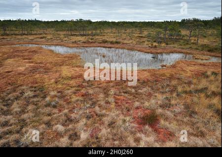 En automne, paysage de tourbière bog piscines Banque D'Images