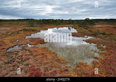 Paysage de tourbière tourbière avec piscines extérieures à l'automne, ciel nuageux, Kakerdaja Bog, en Estonie. Banque D'Images