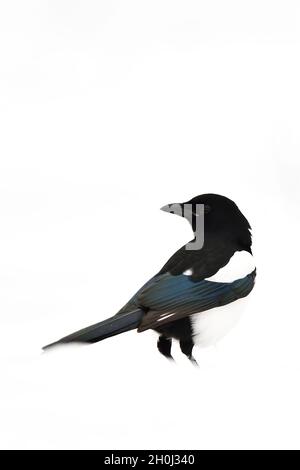 Pie sur blanc. Magpie sur la neige. Magpie isolé sur blanc. Comme un oiseau sur la neige. Banque D'Images