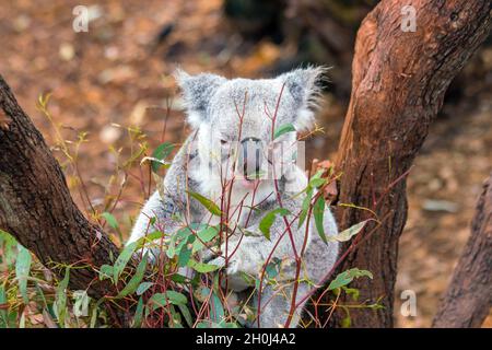 Koala se détendre dans un arbre à Perth, en Australie. Banque D'Images