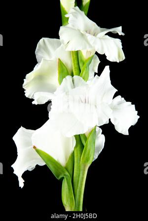 vue latérale de la fleur de gladiolus blanche isolée sur fond noir Banque D'Images