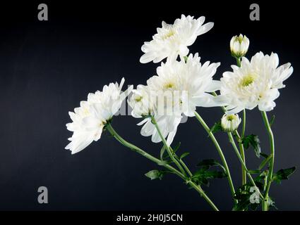 vue latérale des fleurs de chrysanthème blanc isolées sur fond noir Banque D'Images