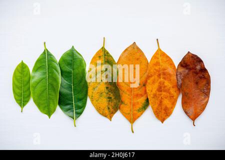 Feuilles de différentes âge de jack fruits arbre sur fond blanc. Vieillissement et concept de saison avec des feuilles colorées télévision lay et copiez l'espace. Banque D'Images