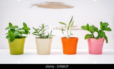 Divers types d'herbes du jardin en pots de couleur blanche avec fond en bois miteux. Menthe verte, menthe poivrée, sauge et romarin planté dans des pots. Banque D'Images