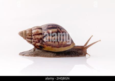 Libre d'escargot isoler sur fond blanc avec la réflexion. Banque D'Images