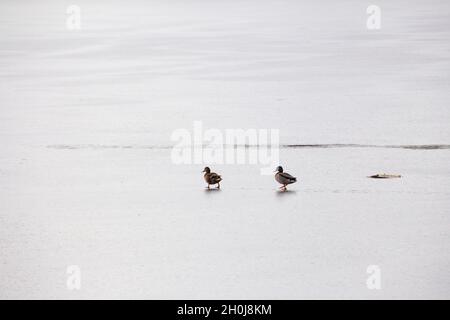 Deux canards marchant sur la glace d'un lac gelé Banque D'Images