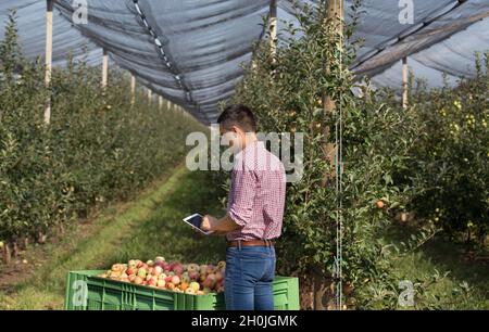 Beau fermier avec tablette debout à côté de la grande caisse en plastique pleine de pommes dans le verger moderne Banque D'Images