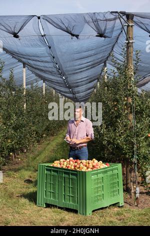 Beau fermier avec tablette debout à côté de la grande caisse en plastique pleine de pommes dans le verger moderne Banque D'Images