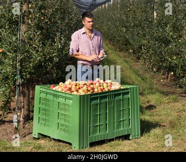 Beau fermier avec tablette debout à côté de la grande caisse en plastique pleine de pommes dans le verger moderne Banque D'Images