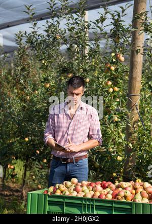 Beau fermier avec tablette debout à côté de la grande caisse en plastique pleine de pommes dans le verger moderne Banque D'Images