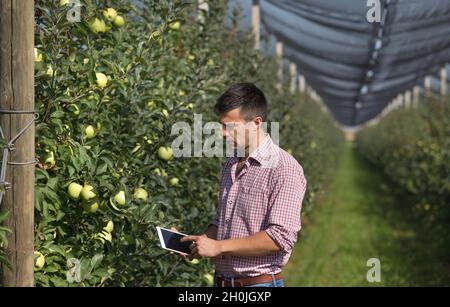 Beau fermier avec tablette debout à côté des arbres avec des pommes mûres dans le verger moderne Banque D'Images