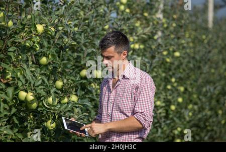 Beau fermier avec tablette debout à côté des arbres avec des pommes mûres dans le verger moderne Banque D'Images