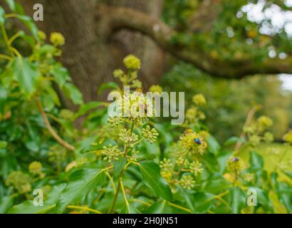 Les guêpes communes (Vespula vulgaris) se nourrissent de lierre commune (Hedera Helix) Banque D'Images