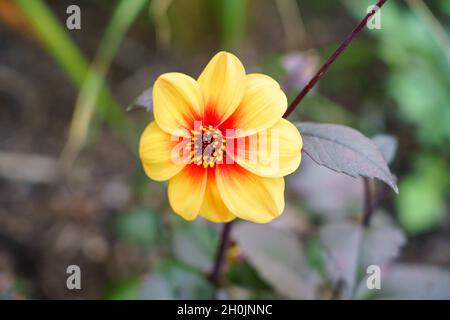 Gros plan d'un beau feu de lune Dahlia (évêque de Llandaff) Banque D'Images