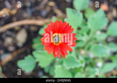 gros plan d'une marguerite rouge et jaune transvaal gerbera Banque D'Images