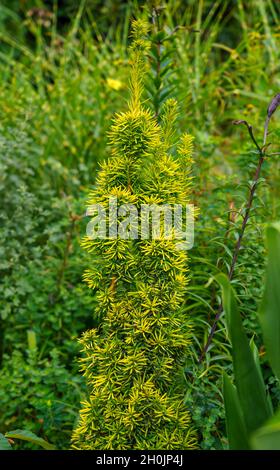 Gros plan d'une jeune haie anglaise Yew (Taxus baccata) Banque D'Images