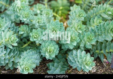 Gros plan de Myrtle Spurge (Euphorbia Myrsinites) également connu sous le nom de craping et le bleu sphurge un herbacé éternel vert Banque D'Images