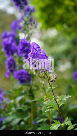 Gros plan sur Monks Hood (Aconitum napellus) Banque D'Images