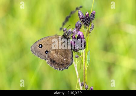 dryad (Minois dryas, Satyrus dryas), sur le millepertuis, Allemagne, Bavière, Staffelseemoore Banque D'Images