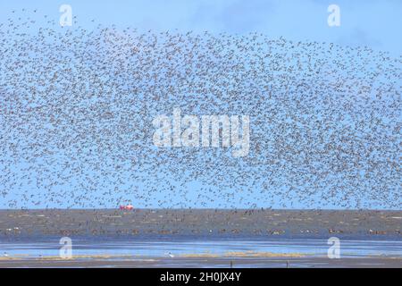 dunlin (Calidris alpina), Flock survolant la mer des wadden, pays-Bas, Frise Banque D'Images