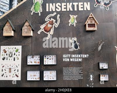 Insectes : aides à la nidification, boîtes d'exposition et affiches sur un mur d'exposition Banque D'Images