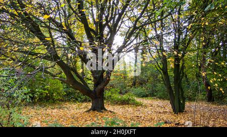 Charme commun, charme européen (Carpinus betulus), en automne, Allemagne Banque D'Images