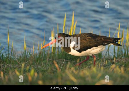 palaearctic oystercatcher (Haematopus ostralegus), alimentation sur terre, pays-Bas, Frise, Workum Banque D'Images