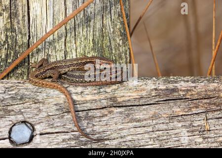 Lézard vipare, lézard commun européen (Lacerta vipara, Zotoca vipara), deux bains de soleil sur une poutre de bois, pays-Bas, Frison Banque D'Images