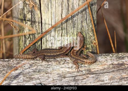 Lézard vipare, lézard commun européen (Lacerta vipara, Zotoca vipara), deux bains de soleil sur une poutre de bois, pays-Bas, Frison Banque D'Images