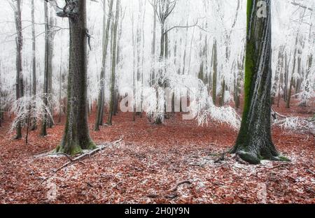 Forêt d'automne avec des feuilles jaunes dans les arbres de neige et le concept de route, pardonnant l'automne, bonjour hiver, noël, nouvelle année Banque D'Images