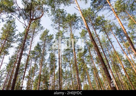 PIN écossais, PIN écossais (Pinus sylvestris), forêt dense de pins élevés au parc national de Mueritz, Allemagne, Mecklembourg-Poméranie occidentale, Muritz Banque D'Images