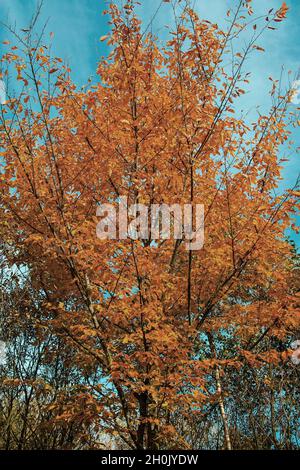 Charme commun, charme européen (Carpinus betulus), en automne, Allemagne Banque D'Images