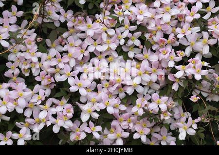 clématis de montagne, clématis himalayens, clématis d'anémone (Clematis montana), en fleurs Banque D'Images