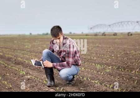 Beau fermier avec des pousses de tablettes et de maïs au champ au printemps avec système d'irrigation en arrière-plan Banque D'Images